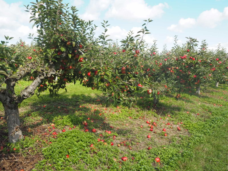 Life in Lilac | UK Lifestyle Blog | Apple Picking at Castle Farm Shoreham